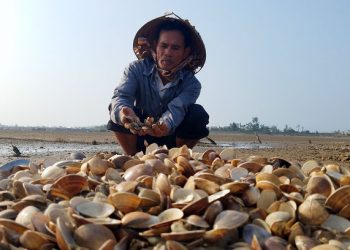 Hơn chục tấn ngao chết trắng đầm ở Hà Tĩnh