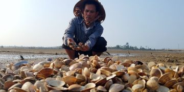 Hơn chục tấn ngao chết trắng đầm ở Hà Tĩnh