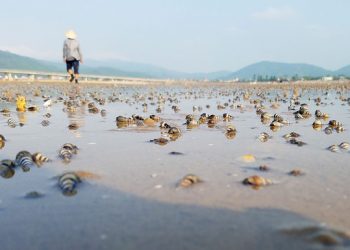 Hơn chục tấn ngao chết trắng đầm ở Hà Tĩnh
