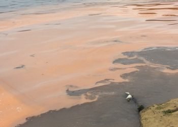 Quảng Bình: Xuất hiện vệt nước đỏ dài hàng km trên biển